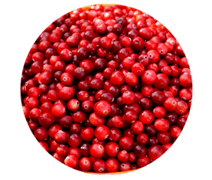 Τα φρούτα Lingonberry περιέχονται σε κάψουλες Prostamin, ανακουφίζουν από το πρήξιμο